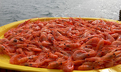 Comer del mar