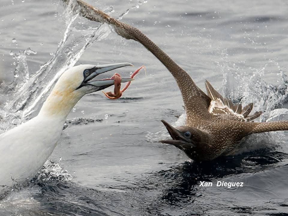 Gaviota de Sabine
